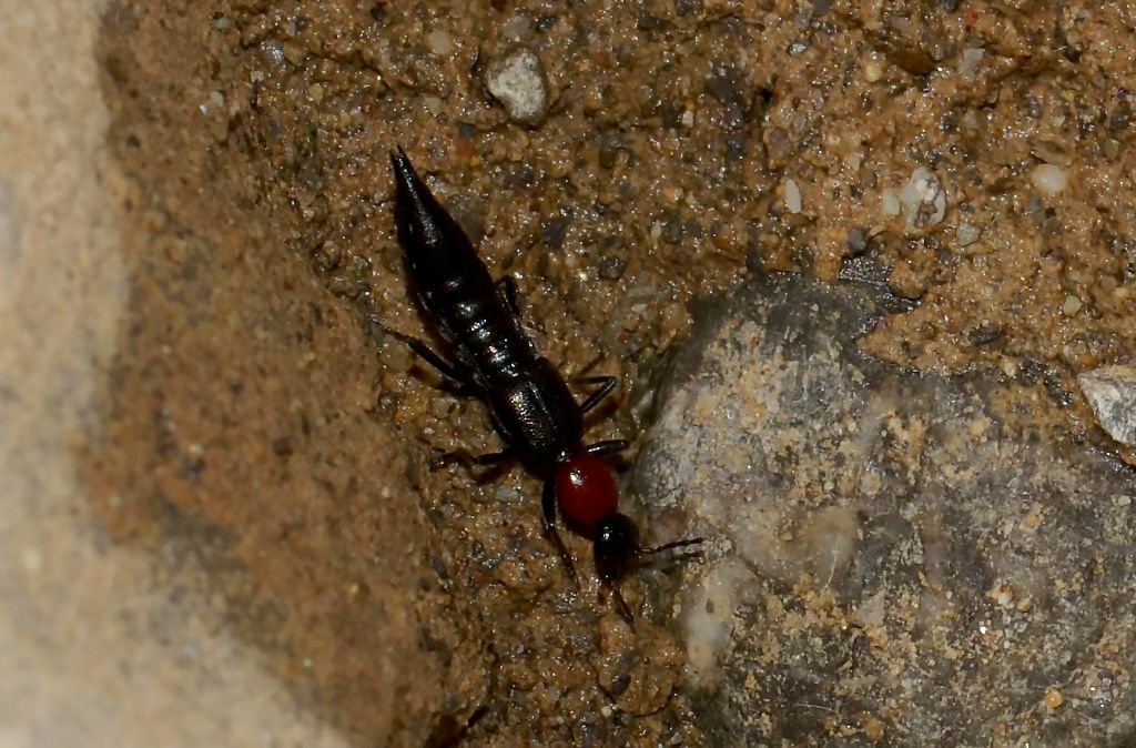 Staphylinidae da identificare